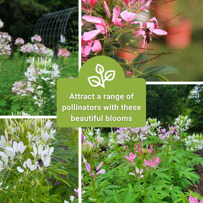 Spider Flower Cleome Seeds