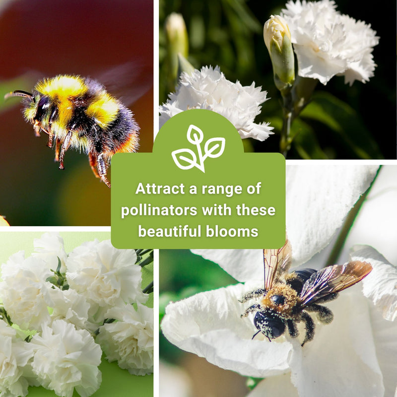 white carnation seeds attracts a range of pollinators with these beautiful blooms
