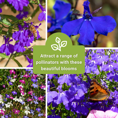 Cascade Blend Lobelia Seeds