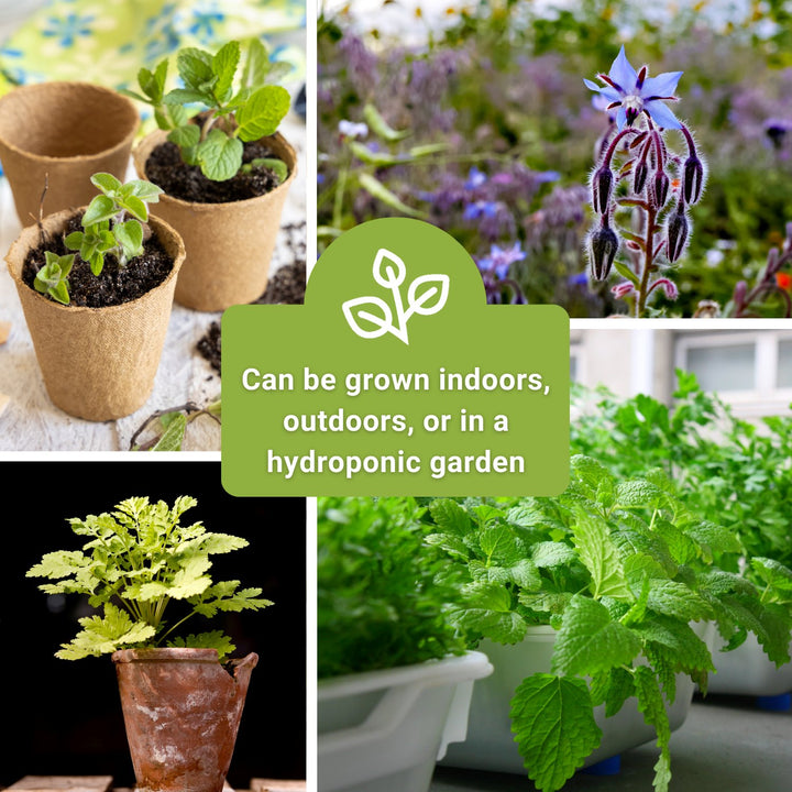 Super Medicinal Herb Seed Collection for Planting - Home Remedies