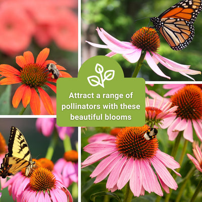mixed color coneflower seeds attract a range of pollinators with these beautiful blooms