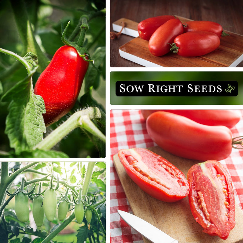 san marzano tomato seeds collage growing in garden harvest on cutting board young plant sliced 