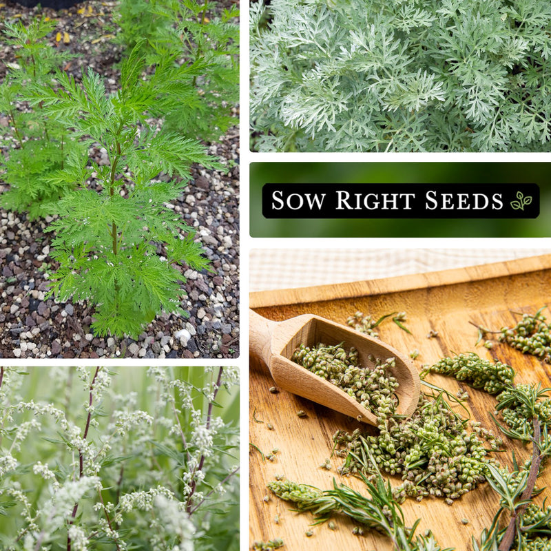 mugwort seeds collage growing in garden foliage flowers dried blooms blossoms