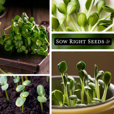 sunflower microgreens harvested on cutting board, close up, growing in soil, growing in pot