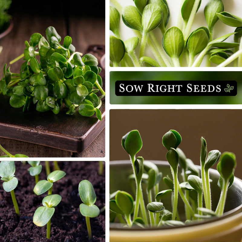 sunflower microgreens harvested on cutting board, close up, growing in soil, growing in pot