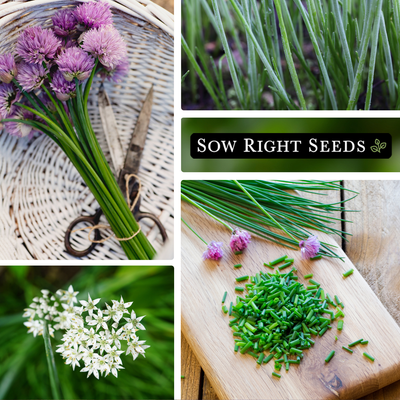 chive seed collection collage pink blooms harvest in basket growing in garden white flowers minced on cutting board