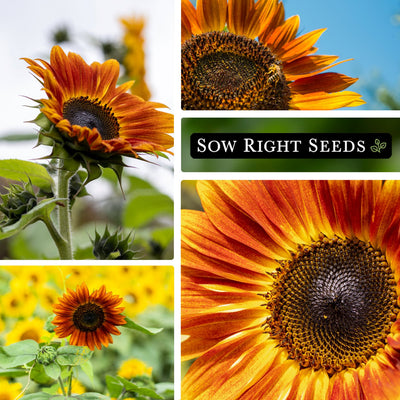 autumn beauty sunflower seeds collage growing in garden blooms blossoms