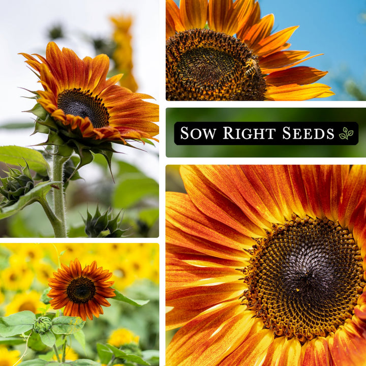 types of sunflower seeds to plant Sow Right Seeds