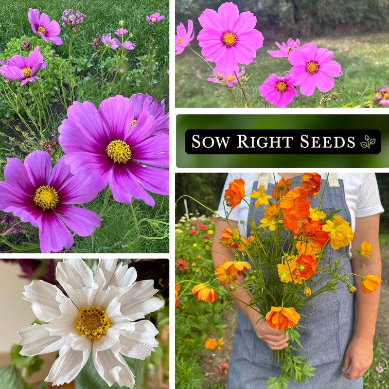 cosmos flower seed collection collage radiance gloria sea shells sulfur bright lights growing in garden harvest bouquet