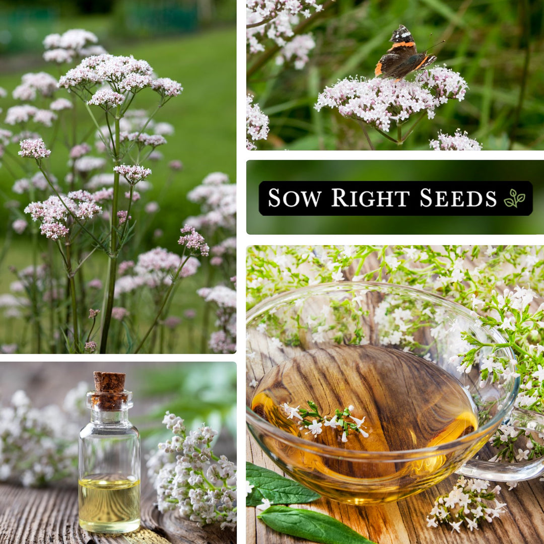 Valerian Seeds – Sow Right Seeds