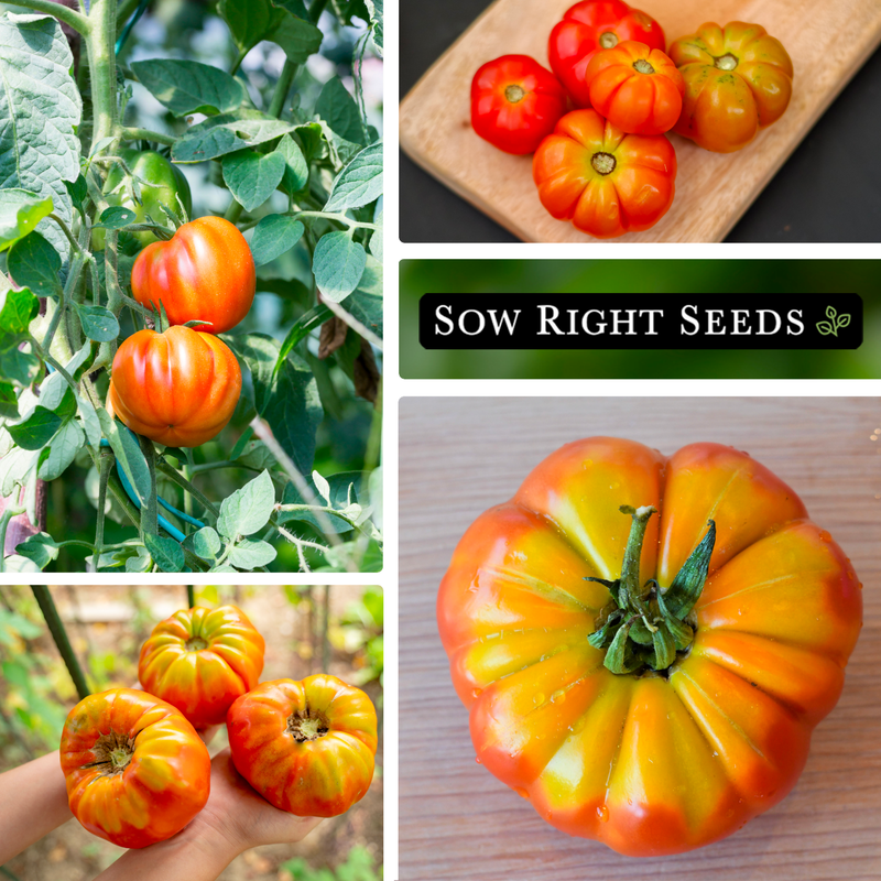 hillbilly tomato seeds collage growing in garden harvest on cutting board in hand fruit