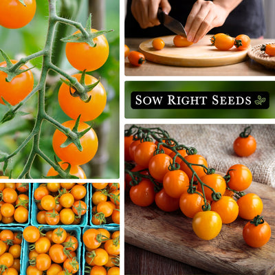 orange cherry tomato seeds growing in garden slicing on cutting board large harvest 