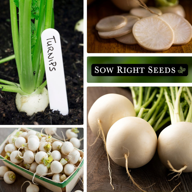 snowball turnip seeds growing in garden slices large harvest bulbs