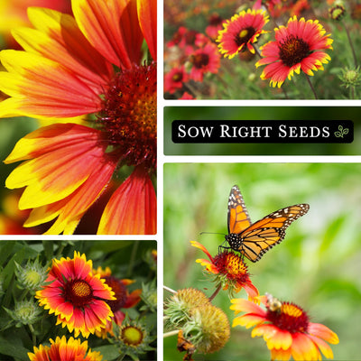 blanket flower petals, growing in field, colorful flower, pollinator butterfly