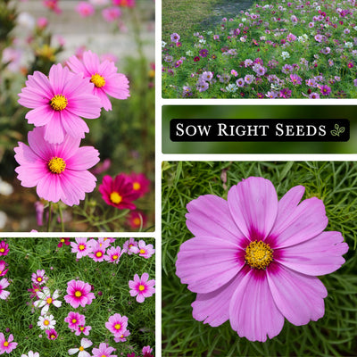 gloria cosmos seeds growing in garden, field, bloom