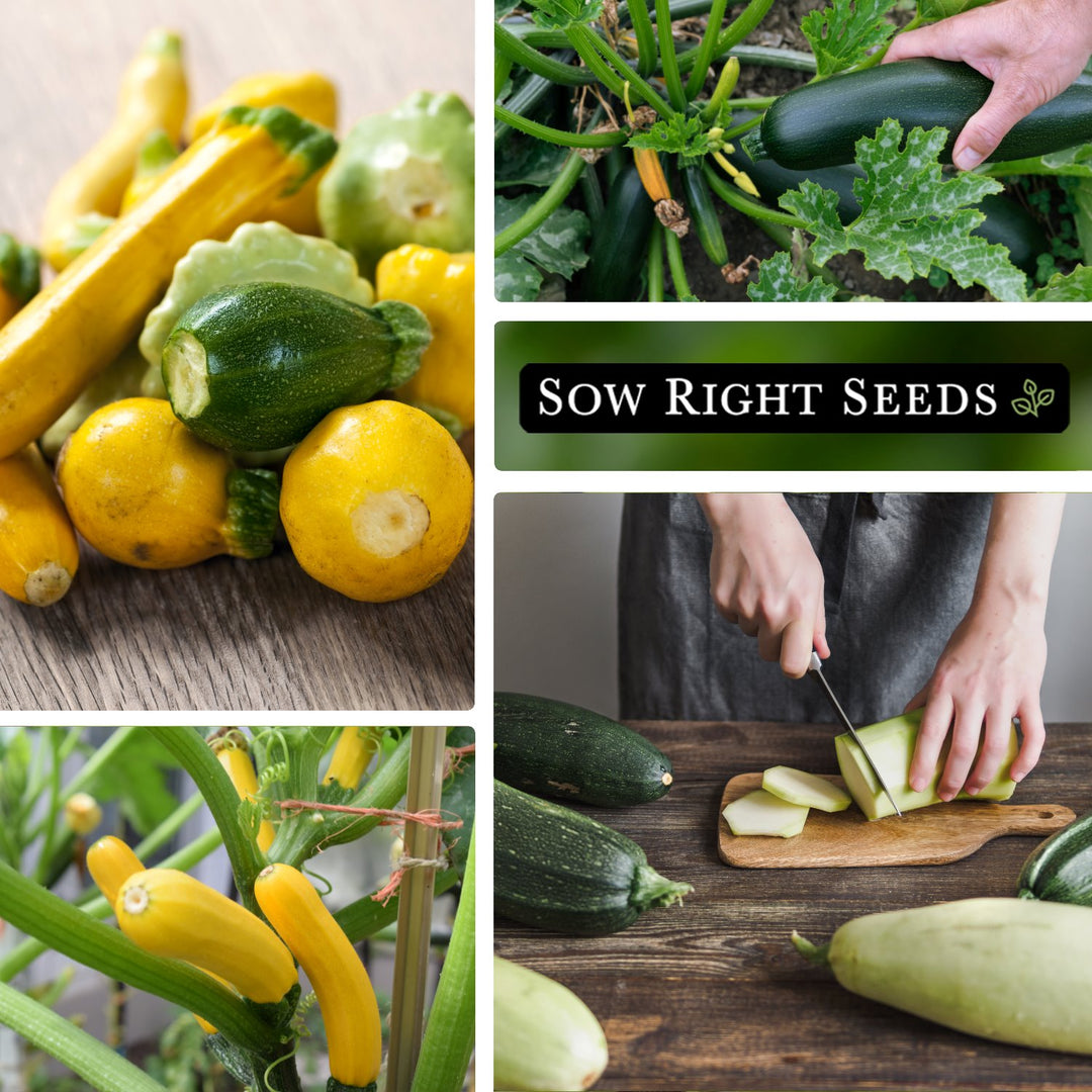 Mixed Zucchini Seeds for Planting | Grow a Garden Surprise – Sow