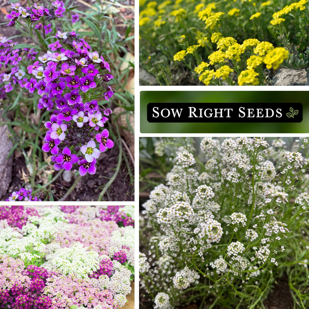 plant alyssum seeds Bulk Sweet Alyssum Mixed 2.5 Grams Seeds