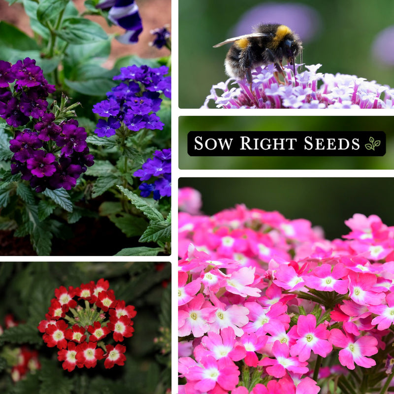 ideal florist mixed verbena seeds dark purple flowers pollinator bee red pink blossoms blooms growing in garden