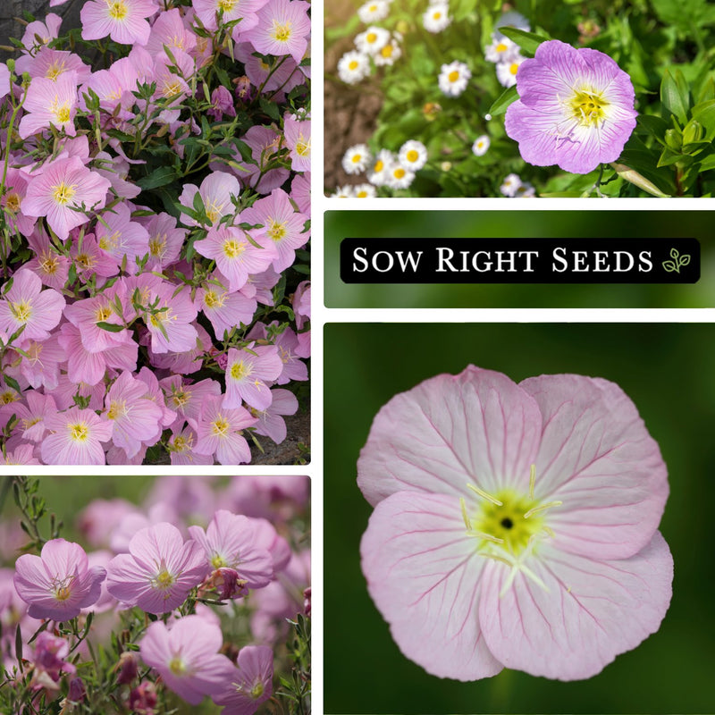 showy evening primrose seeds growing in garden sunny blooms pink blossoms