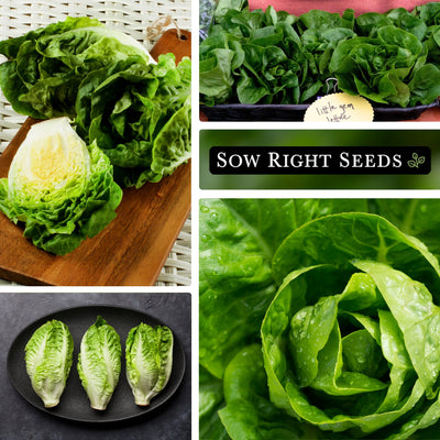 little gem lettuce sliced in cutting board, harvested in basket, harvested on plate, close up