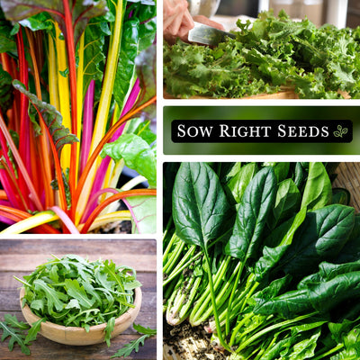 small greens collection rainbow swiss chard, chopping arugula on cutting, arugula harvest in bowl, spinach harvest