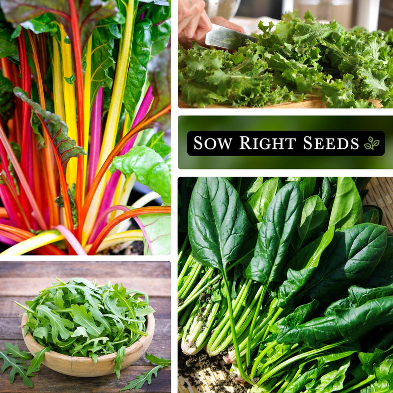 small greens collection rainbow swiss chard, chopping arugula on cutting, arugula harvest in bowl, spinach harvest