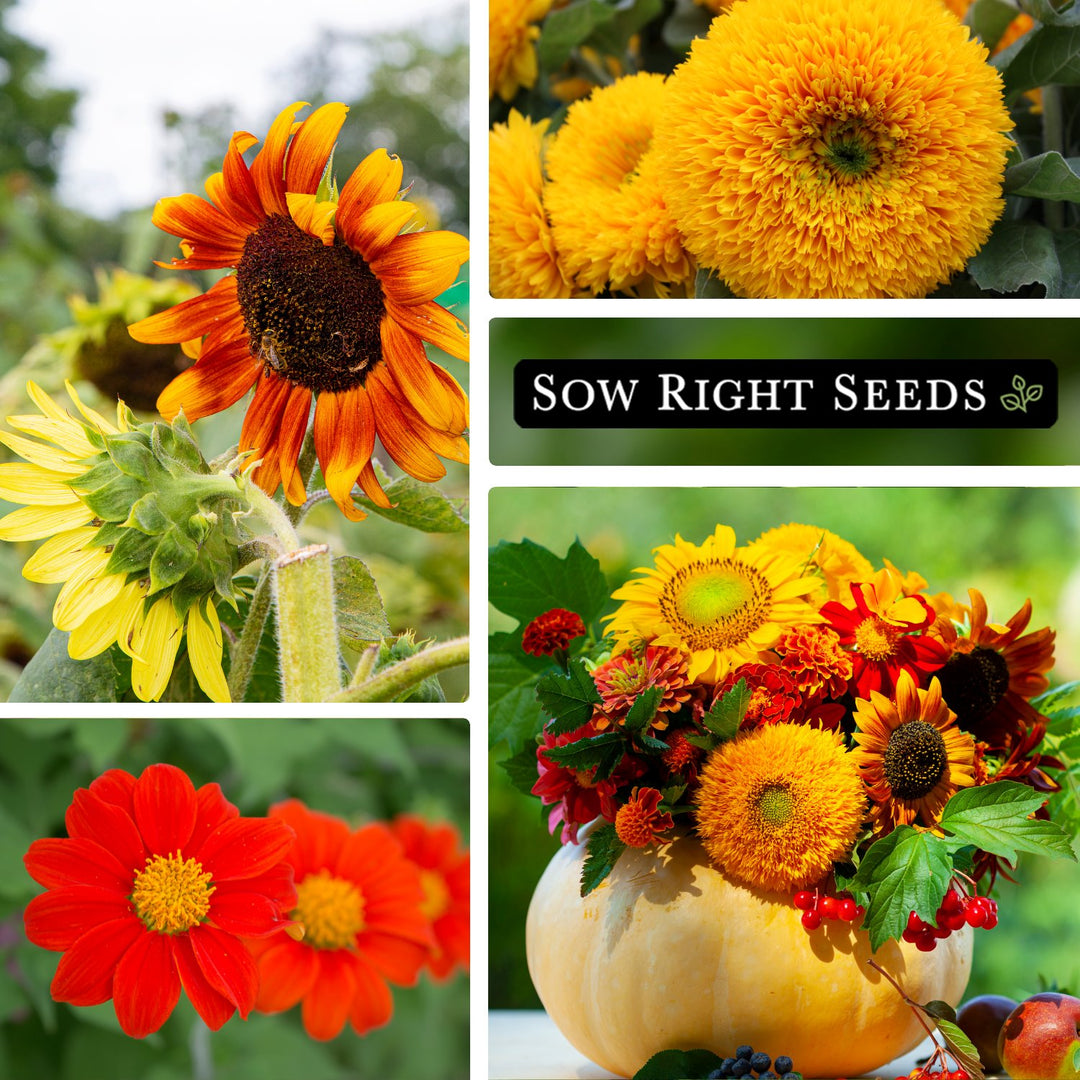 mixed sunflower seeds for planting Mixed Sunflower Seeds for Planting