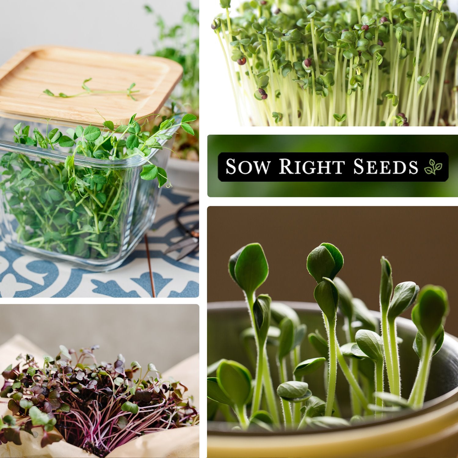 15+ Best Places To Buy Microgreen Seeds Large Microgreen Seed Collection for Sprouting - Tasty Varieties – Sow