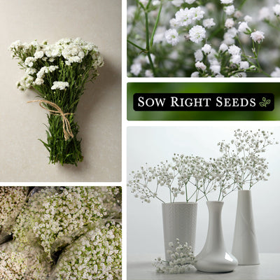 annual baby's breath seeds collage bouquet growing in garden flower shop in vase harvest 