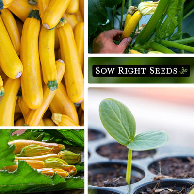 golden zucchini large harvest, harvest in hand, harvest in garden, seedling growing in tray