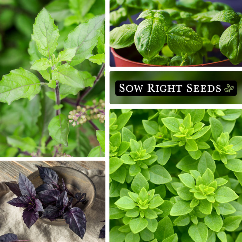 six basil seed collection collage growing in garden pots opal harvest