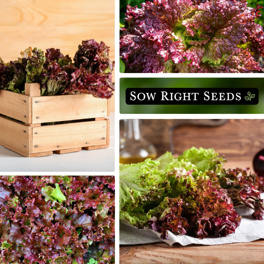 lolla rosa lettuce seeds Lolla Rosa Lettuce Seeds for Planting