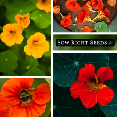 tom thumb nasturtium yellow flowers, harvest, bee pollinator, red flower