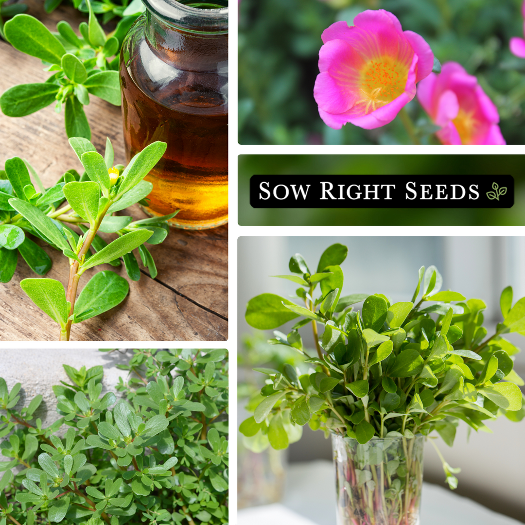 purslane plant seeds Sow Right Seeds - Purslane Seeds for Planting - Non-GMO Heirloom Packet with Instructions to Grow an Outdoor or Indoor Vegetable Garden