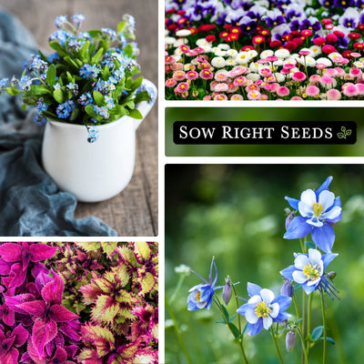 part shade flowers seed collection forget-me-not bouquet vase daisy field growing in garden rainbow coleus blue columbine