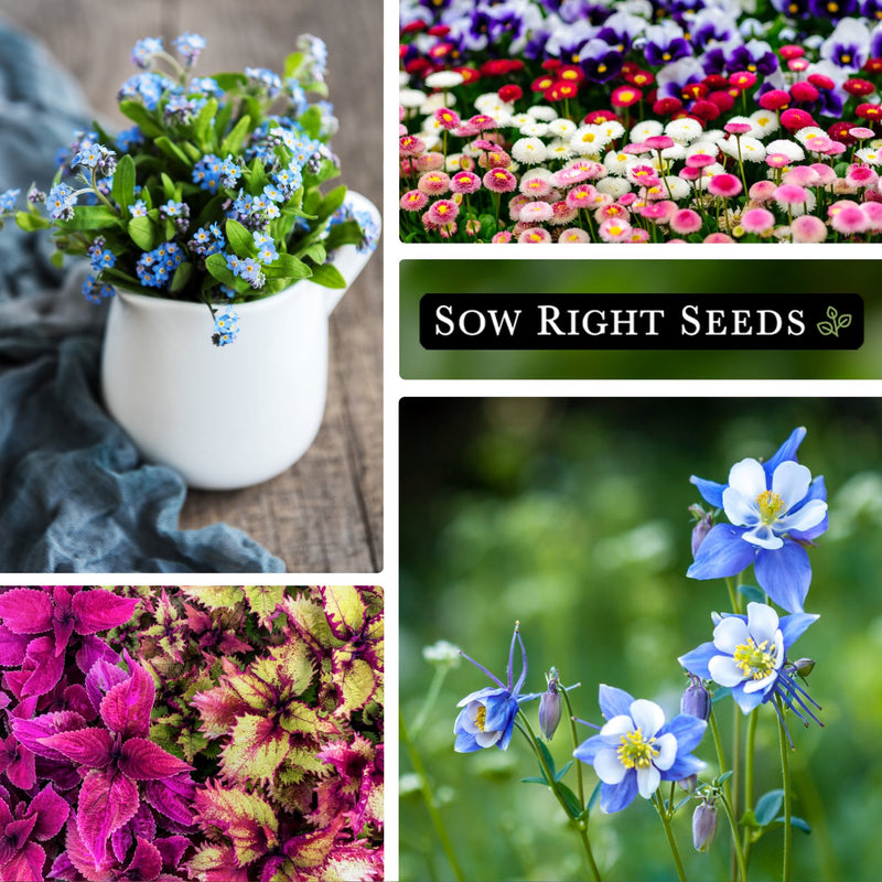 part shade flowers seed collection forget-me-not bouquet vase daisy field growing in garden rainbow coleus blue columbine