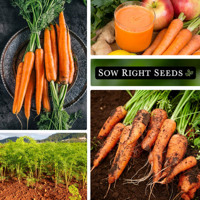 tendersweet carrot seeds collage harvest on plate juice growing in garden large harvest
