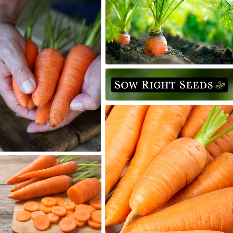 kuroda carrot harvest in hand, growing in harden, sliced on cutting board, large harvest