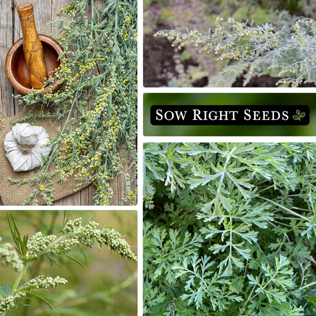 Wormwood – Sow Right Seeds