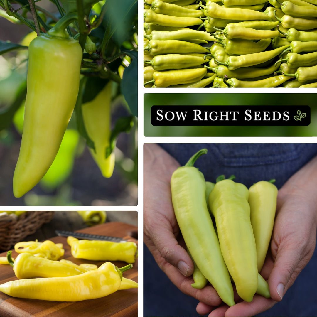 planting banana pepper seeds Sweet Banana Pepper Seeds for Planting
