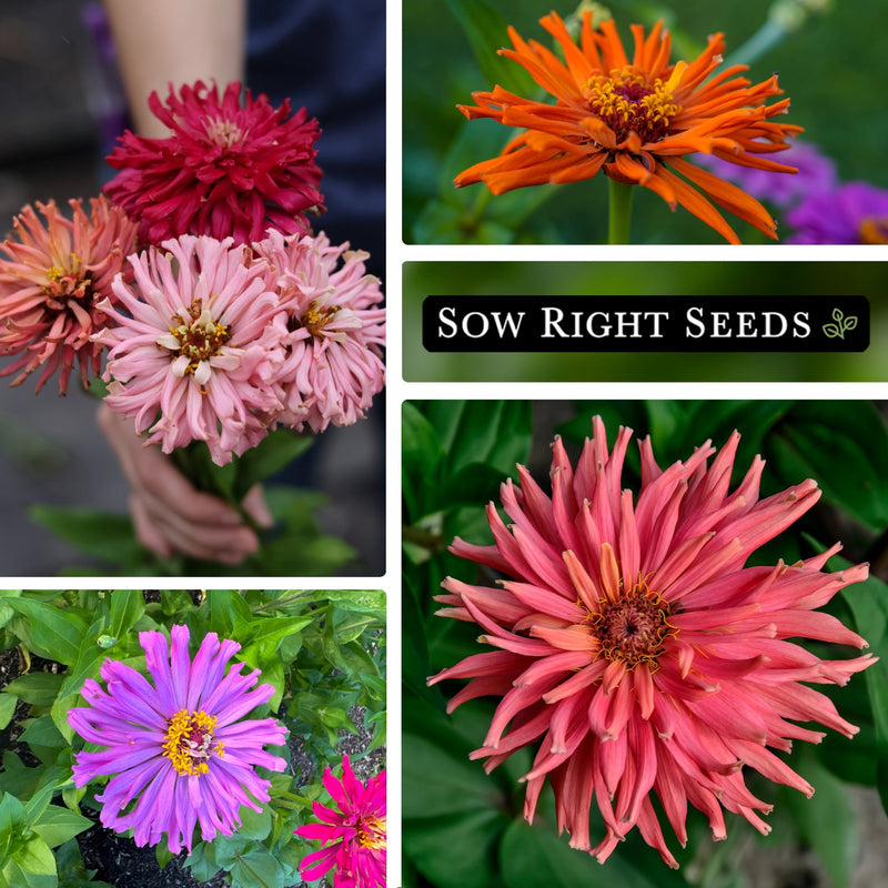 cactus flower zinnia seeds collage harvest bouquet multicolored pink orange purple red salmon blossoms blooms flowers growing in garden