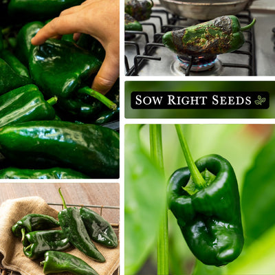 poblano pepper seeds collage harvesting cooking on stove harvest growing in garden