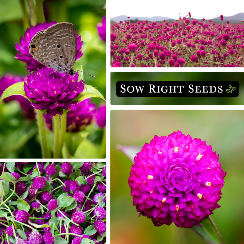 globe purple amaranth seeds pollinator purple growing in field garden blossoms blooms flowers