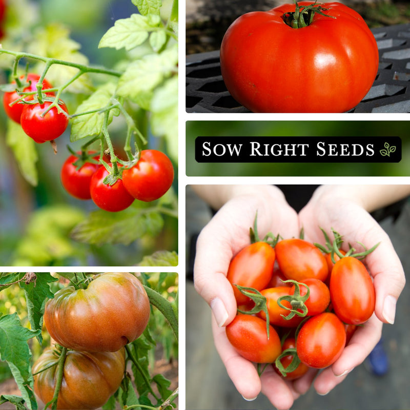 classic tomato collection cherry tomatoes growing, large beefsteak tomato harvest, beefsteak tomatoes growing in garden, cherry tomato harvest in hands