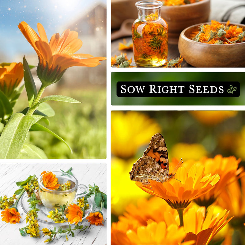 calendula bulk jumbo seeds collage sunny blooms harvested blossoms herbal tea pollinator butterfly