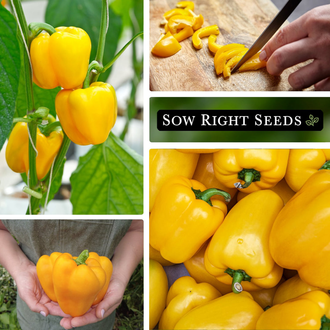 plant yellow pepper seeds Sunbright Pepper Seeds for Planting