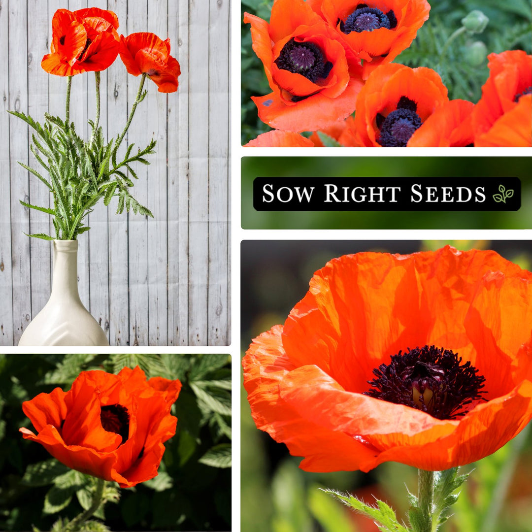 oriental poppy seeds for planting Oriental Poppy