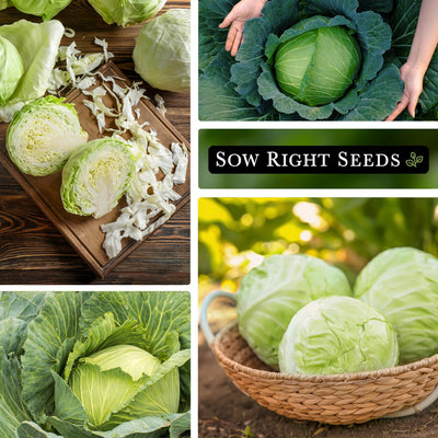 copenhagen market cabbage sliced on cutting board, harvesting with hands, growing in garden, harvested in basket