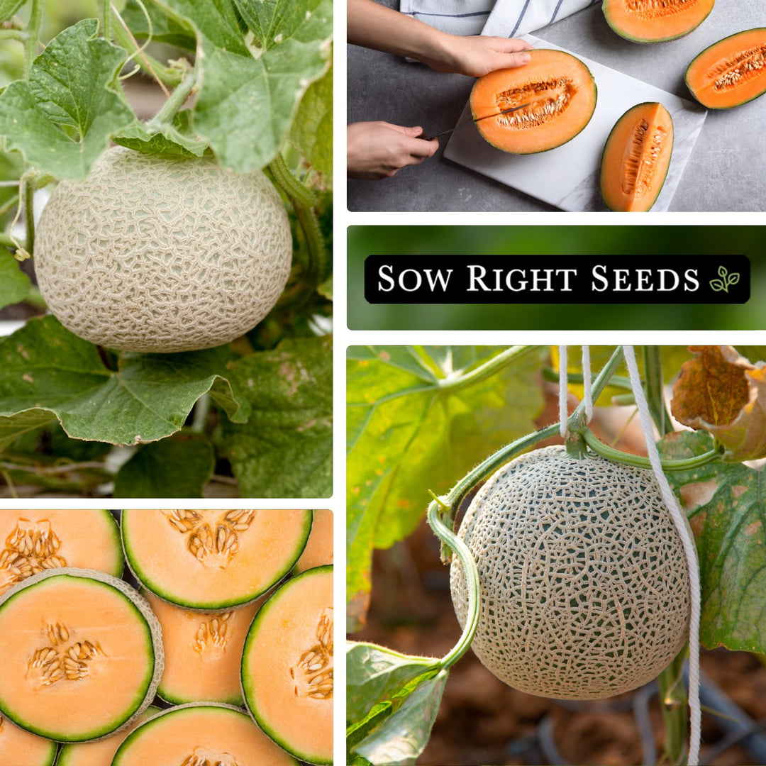 Hale's Best Melon Seeds for Planting | Classic Cantaloupe – Sow