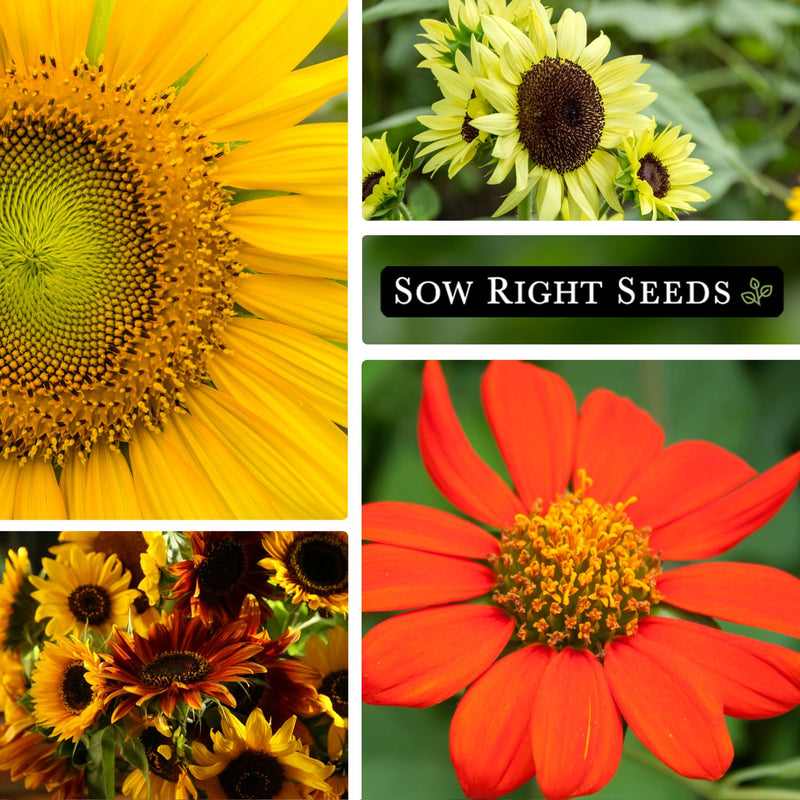 large sunflower collection, sunflower closeup, lemon queen sunflower, autumn beauty sunflower, mexican sunflower